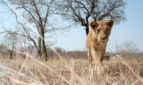 Sư tử "ăn trộm" máy quay phim