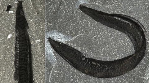 Tổ tiên loài người là... lươn?