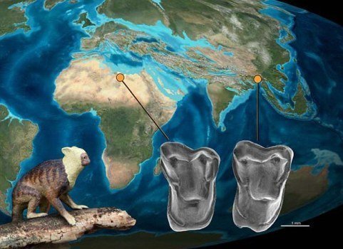 Tổ tiên loài người có nguồn gốc từ châu Á?