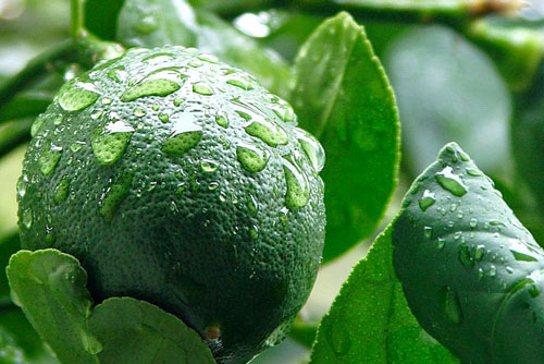 Bí quyết giúp trẻ lâu từ những thực phẩm “khó ăn“