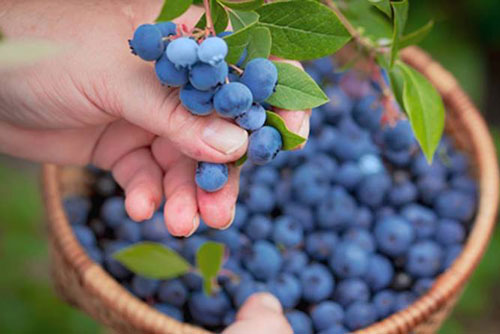 8 loại thực phẩm giúp da hồng hào, khỏe mạnh từ bên trong