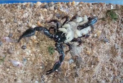 Giải mã hành vi bọ cạp mẹ đói quá sẽ ăn cả con