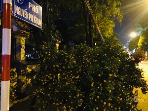 Hà Nội: Tối 30 tết, đào quất ế ẩm, bán rẻ như cho