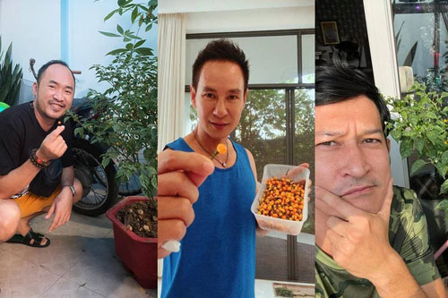 Tiến Luật, Lý Hải và loạt sao Việt 'đu trend' tậu cây ớt hơn nửa tỷ/1kg