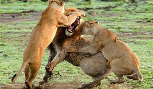 Sư tử cái tát sư tử đực ngã ngửa