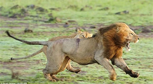 Sư tử cái tát sư tử đực ngã ngửa