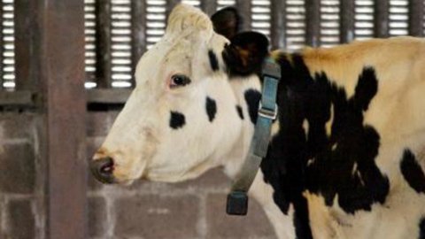 Bò nhắn tin cho chủ báo... ốm