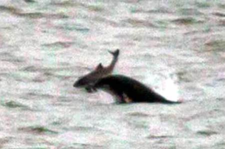 Cá heo cũng giết đồng loại để... tiêu khiển