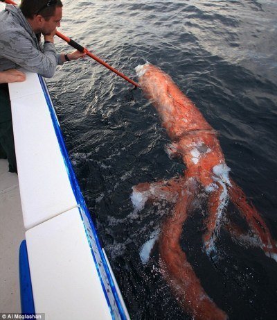 Xem cá mập xanh ăn xác mực khổng lồ