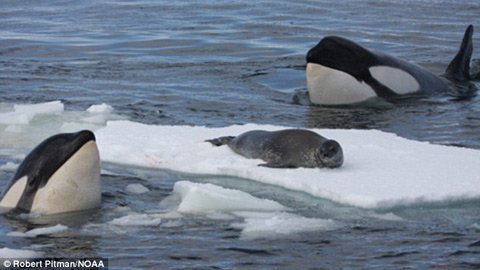 Xem Cá voi sát thủ “lập mưu” săn mồi