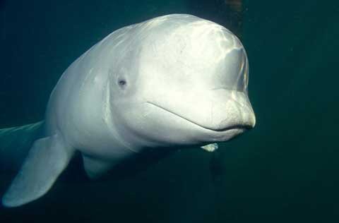 Phát hiện cá voi biết giả tiếng người