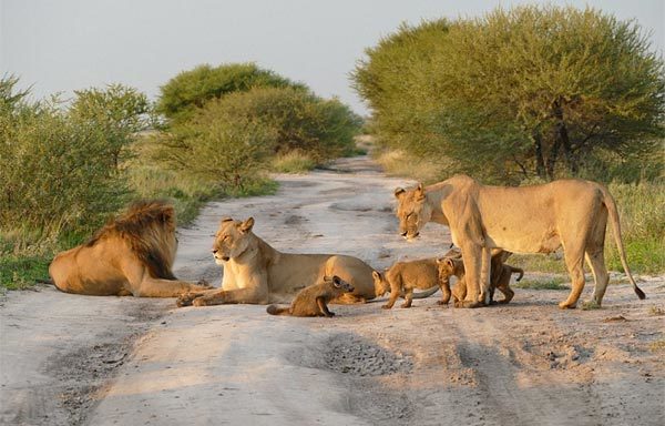 Cáo nhỏ ranh mãnh chống lại cả bầy sư tử