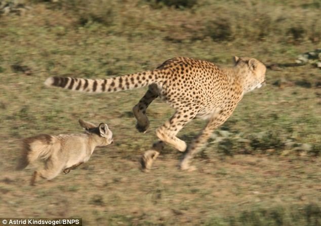 Cáo tai dơi quay đầu tấn công báo hoa