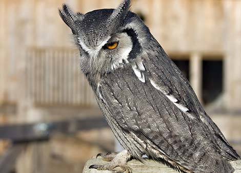 Các “dị nhân” trong tự nhiên