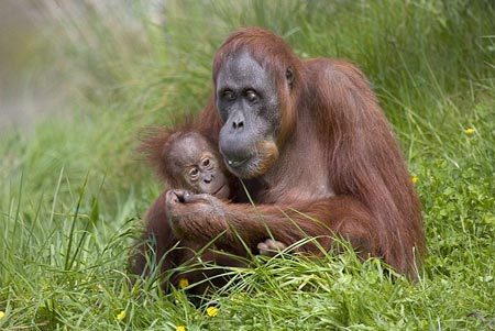 Động vật linh trưởng đầu tiên mãn kinh giống người