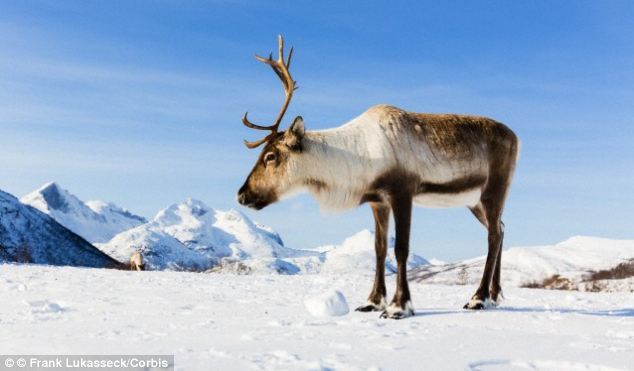 Tại sao động vật tránh đến gần cột điện cao thế?