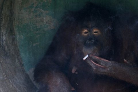 Đười ươi đi cai nghiện thuốc lá