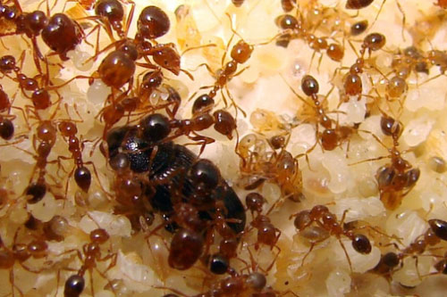 Mẹo để nhà bạn không còn bóng dáng con kiến nào mà chẳng cần thuốc diệt