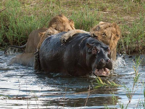 Huyết chiến giữa hà mã và sư tử