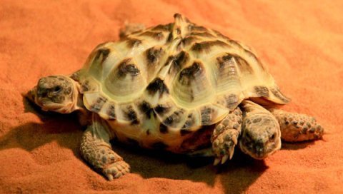 Chuyện lạ: Rùa 2 đầu, 6 chân