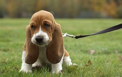 Tại sao động vật nuôi lại có đôi tai cụp?