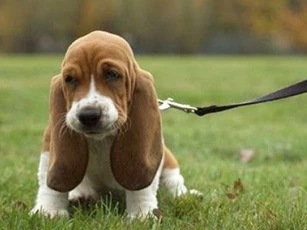 Tại sao động vật nuôi lại có đôi tai cụp?