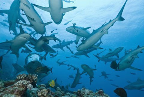 Phát hiện chốn 'thiên đường' của cá mập