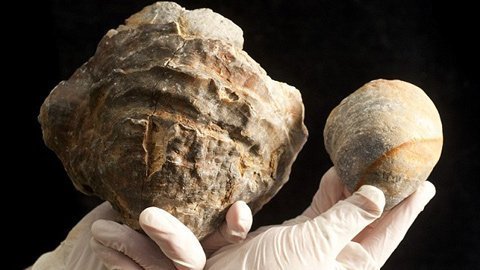 Tìm thấy ngọc trai lớn gấp 10 lần bình thường