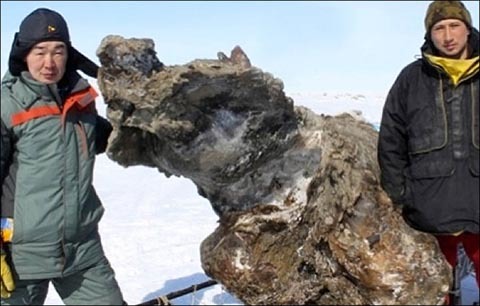 Tìm thấy xác voi ma mút dính máu và thịt