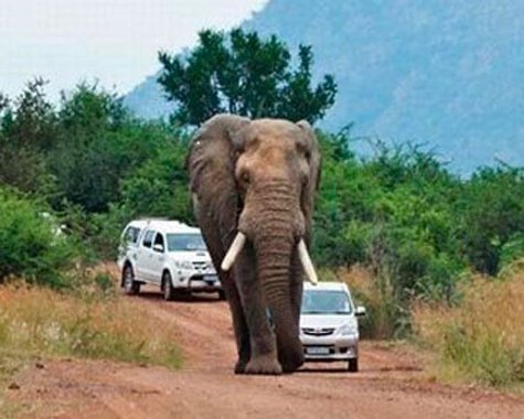 Khoảnh khắc hài hước: Voi ngủ giữa đường làm tắc nghẽn giao thông