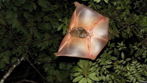 Xem vượn cáo bay “lướt mình” qua các cây