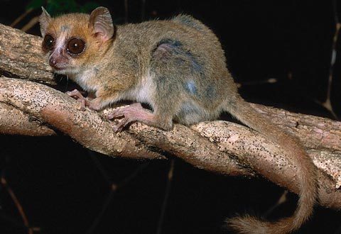 Phát hiện loài linh trưởng nhỏ nhất thế giới