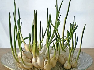 Những người tuyệt đối không nên ăn tỏi