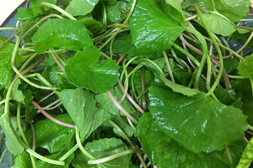 Người tiêu dùng không được mắc phải khi dùng nước rau má giải nhiệt