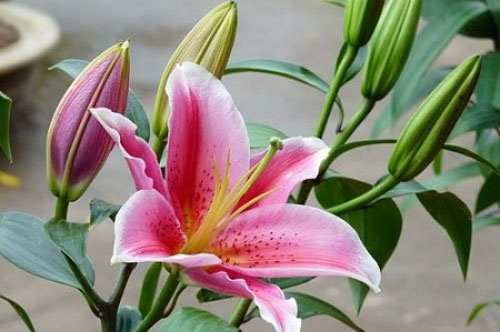 Loài hoa quý nhà nào cũng trưng bày trong ngày tết nhưng cực độc