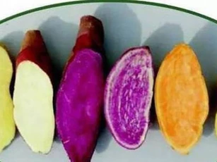 Ăn khoai lang kiểu này hại đủ đường cho sức khoẻ