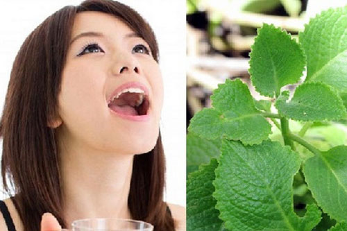 Thảo dược chữa hôi miệng