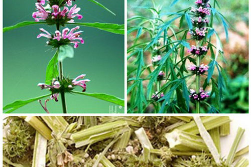 Các bài thuốc từ cây ích mẫu