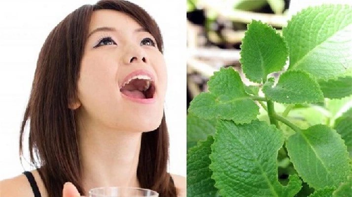 Lá húng chanh sắc đặc ngậm và súc miệng chữa hôi miệng.