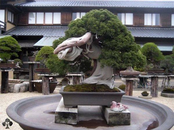 Top 10 cây Bonsai đẹp nhất thế giới - Ảnh 1.