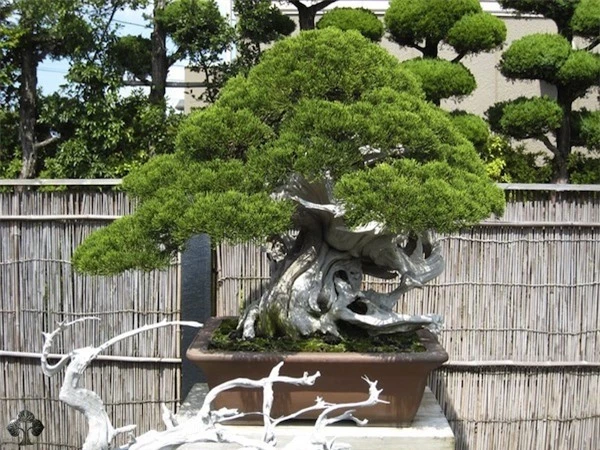 Top 10 cây Bonsai đẹp nhất thế giới - Ảnh 10.