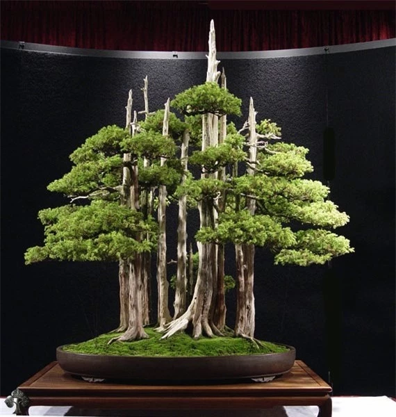 Top 10 cây Bonsai đẹp nhất thế giới - Ảnh 2.