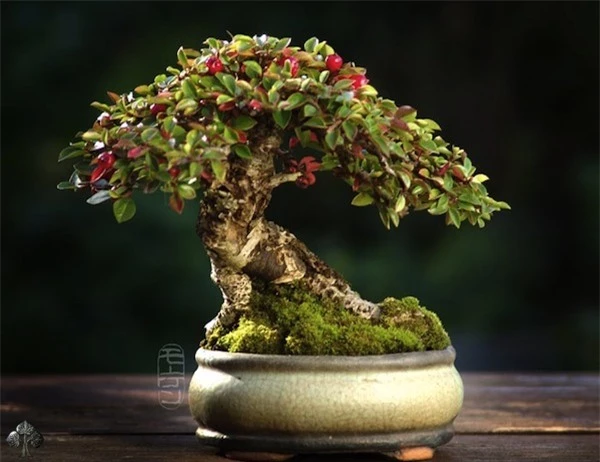 Top 10 cây Bonsai đẹp nhất thế giới - Ảnh 3.