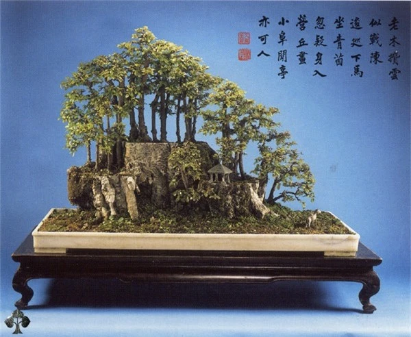 Top 10 cây Bonsai đẹp nhất thế giới - Ảnh 5.