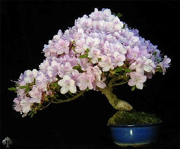 Top 10 cây Bonsai đẹp nhất thế giới - Ảnh 6.