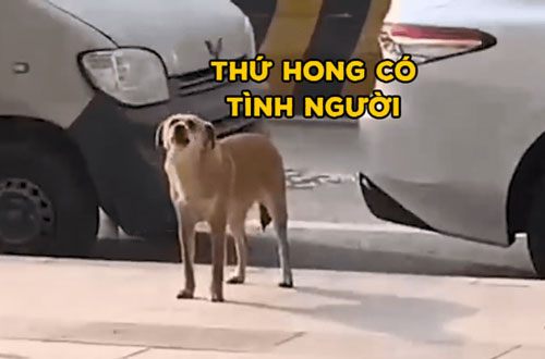 Bị triệt sản, chú chó suốt 3 tháng đến sủa trước phòng khám thú y 'bắt đền'