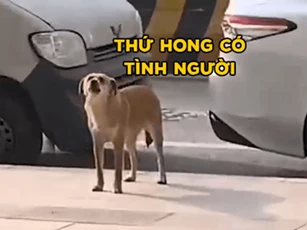 Bị triệt sản, chú chó suốt 3 tháng đến sủa trước phòng khám thú y 'bắt đền'