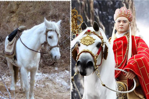 Dương Khiết rơm rớm nước mắt chia sẻ bí mật về cái chết thảm thương năm 1997 của ngựa Bạch Long trong bản 'Tây Du Ký'