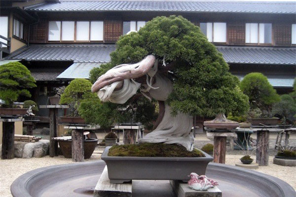 Top 10 cây Bonsai đẹp nhất thế giới