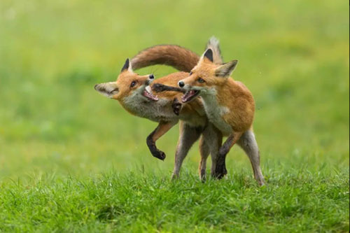 Hai con cáo quyết chiến giành nhau miếng thịt gà